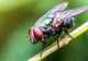 Roboții conștienți cu creier de insectă ar putea deveni realitate