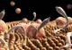 Mare atenție! Acestea sunt simptomele infecţiei cu paraziţi intestinali