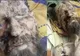 Povestea reală a bărbatului găsit ”mumificat” într-o vizuină de urs în Rusia