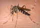 Autoritățile sunt în alertă! Pericol de West Nile în România