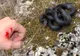 Turistă mușcată de viperă, adusă cu elicopterul în București