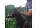 Dosar penal pentru cei care au chinuit un pui de urs chinuit fără motiv (VIDEO)