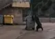 Imagini incredibile pe Transfăgărăşan! Ce a făcut un urs cu un tomberon? (VIDEO)