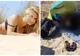 Bomba sexy a mers la mare, dar a trăit trauma vieţii. Când s-a întors la pătură, a găsit ceva şocant