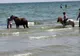 Și-a spălat caii cu detergent și spumă în apa mării, lângă plajele de fițe, la Mamaia