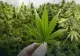 Încă o țară europeană legalizează cultivarea canabisului pentru uz propriu