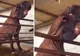 Animalul înfiorător care a scăpat pe internet. Ce secret teribil ascunde creatura