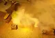 Scene incredibile în Timișoara: Oameni ”gazați” pe stradă cu insecticid. VIDEO