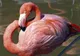 Explicația științifică despre păsările flamingo: de ce stau într-un picior