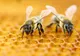 Avertisment deosebit de grav: ce se întâmplă cu insectele din lume, conform specialiștilor