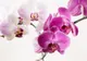 Zodiac floral. Află ce floare ești în funcție de data nașterii