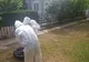 Pesta porcină face ravagii în județul Prahova! Noi cazuri confirmate