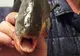 Alertă în Maramureș: pești Piranha, găsiți în apele barajului Firiza, din Baia Mare