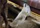 Guvernul României, dat în judecată pentru cruzime împotriva animalelor (FOTO ŞOCANTE)