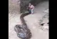 Când copilul a apucat capul șarpelui uriaș, au înghețat toți. Ce a urmat e greu de descris