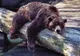 De ce oamenii nu pot hiberna ca animalele și când ne-ar putea fi de ajutor să facem asta