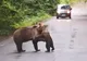 Un ursuleţ jucăuş a oprit traficul, în apropiere de Tuşnad(Video)