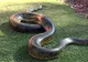 VIDEO șocant. A împuns o anaconda uriașă cu un băț. Ce a urmat e greu de descris în cuvinte 