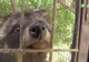 Credea că şi-a luat câine. În câteva luni, şoc! Ce era, de fapt, animalul