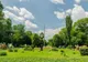 Primaria Capitalei reacționează:"Modernizarea parcului Cișmigiu nu înseamnă defrișări"