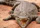 Descoperire înfricoșătoare în stomacul unui uriaș crocodil. Misterul din burta monstrului
