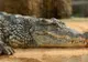 Un copil de 10 ani, smuls de un crocodil din fața fraților lui. A urmat ceva terifiant