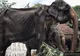 Imagini care au șocat: la 70 de ani, se stinge pe picioare. Cum i se camuflează la paradă suferința