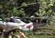 Copaci căzuți pe mașini și străzi inundate în Brăila și Galați, în urma fenomenelor meteo extreme. Zeci de apeluri la 112 miercuri seară 