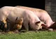 Cooperativele agricole, ajutor de stat pentru sprijinirea creșterii porcilor și păsărilor
