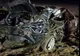 FOTO VIDEO| Accident mortal la Medgidia. Mașină făcută praf