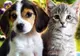 Cercetătorii consideră că în funcție de ce animal de companie ai îți poate fi ghicită personalitatea