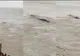 Monstrul de pe marele fluviu i-a înspăimântat pe localnici. Dar nimeni nu știe ce este