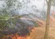 Incendiu puternic în Delta Dunării: 10 hectare de vegetaţie uscată, mistuite de flăcări