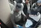 Suspecți de tâlhărie, căutați de autoritățile olandeze. Poliția Română cere sprijinul populației