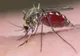 Un bărbat din Brăila a murit după ce a fost infectat cu virusul West Nile, transmis de un țânțar