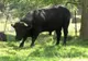 Tragedie în Bistrița! Tânăr mort după ce a fost atacat de un taur