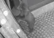 Urşii au făcut ravagii la Balvanyos, în județul Covasna