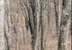 Camuflaj perfect. Un leopard fioros se ascunde în această imagine. Îl vezi?