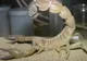 Scorpion ucigător, primit prin poștă de un băiat de 10 ani. A fost o eroare