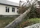Un brad prăbușit stă nemișcat în fața unei școli din Maramureș de aproape 5 luni