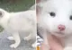 "Acesta NU este un câine!". Femeia a înlemnit de spaimă când a aflat ce crescuse, de fapt, în casă