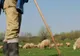 Cioban arestat după ce a violat o minoră de 12 ani. Bărbatul a fost prins cu fata în pat când au descins polițiștii