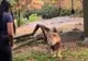O femeie sare gardul la Zoo direct în curtea leilor. Ce urmează e incredibil