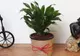 Top 5 plante de apartament rezistente
