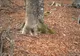 Au filmat un copac din pădure timp de un an. Ce a surprins camera e dincolo de orice închipuire