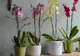 Ce faci cu tija de la orhidee după ce au căzut toate florile: o tai sau o păstrezi?