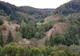 Cadavrul unui bărbat, descoperit într-o pădure din jud. Arad. Despre cine este vorba