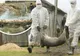 Prezența virusului Pestei Porcine Africane, confirmată în jud. Alba