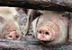  Patru focare de pestă porcină în comuna Grumăzești, Neamț