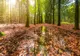 Prognoza meteo noiembrie 2019: Cum va fi vremea în următoarea perioadă? 